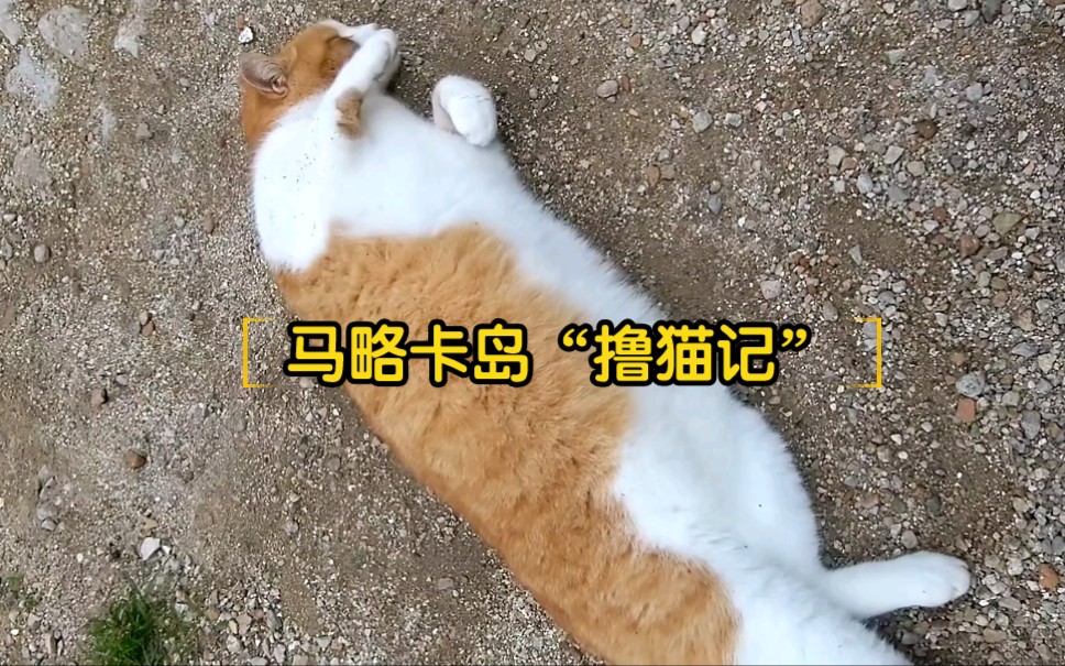 马洛卡岛队成绩暴涨,让对手措手不及 马洛卡岛队成绩暴涨,让对手措手不及