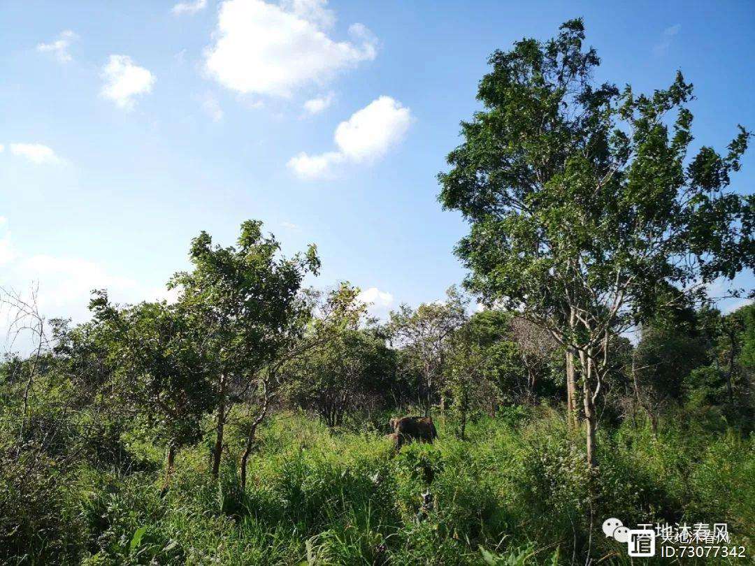 斯里兰卡选手奋勇拼搏，追逐荣誉